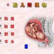 胎儿附属物有哪些呢？生孩子时会一起出来吗,胎儿的附属物有哪些?