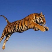 孕期梦见老虎（老虎残梦什么意思）