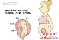 17周胎儿位置（17周胎儿位置示意图）