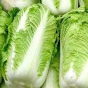 孕期吃白菜好吗（九个月宝宝可以吃大白菜吗）