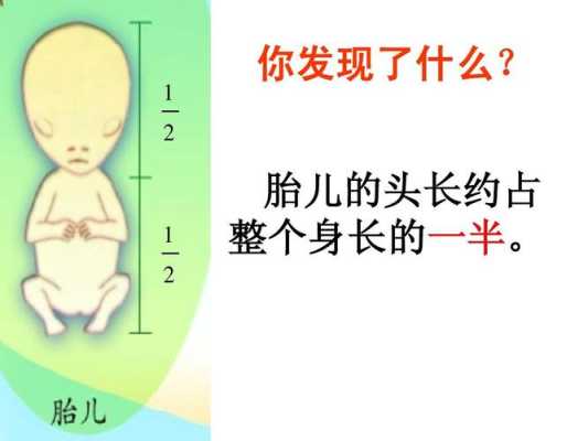 股骨长径是指胎儿什么(fl什么意思) 第2张 股骨长径是指胎儿什么(fl什么意思) 第2张