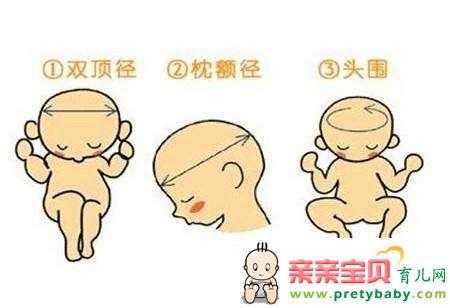hc是胎儿的什么(胎儿hc什么意思) 第3张 hc是胎儿的什么(胎儿hc什么意思) 第3张