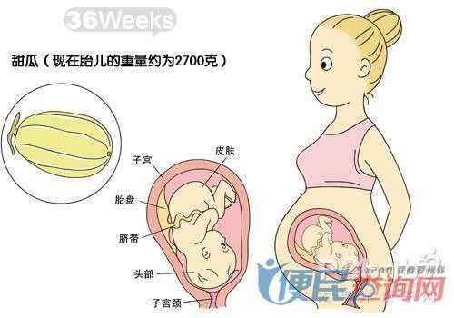36周的宝宝在肚子里的样子,36周胎儿发育标准对照表 第2张 36周的宝宝在肚子里的样子,36周胎儿发育标准对照表 第2张