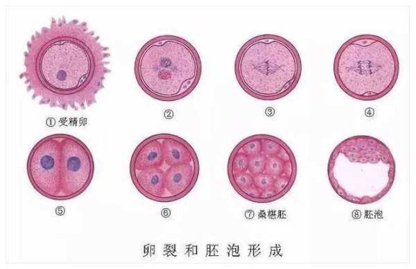 胎儿生长受限是什么原因,试管胎儿畸形是什么原因造成的 第2张 胎儿生长受限是什么原因,试管胎儿畸形是什么原因造成的 第2张