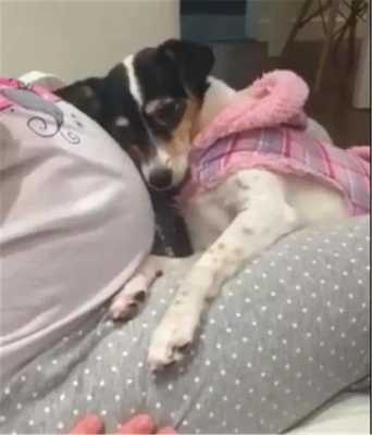 母狗怀孕几个月,狗的孕期是几个月生产 第1张 母狗怀孕几个月,狗的孕期是几个月生产 第1张