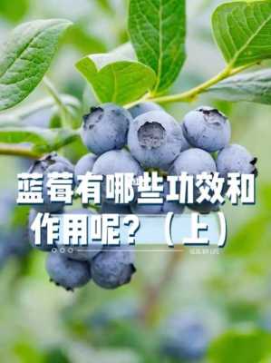 孕妇吃蓝莓对胎儿有什么好处(孕妇吃蓝莓干对胎儿有什么好处) 第1张 孕妇吃蓝莓对胎儿有什么好处(孕妇吃蓝莓干对胎儿有什么好处) 第1张