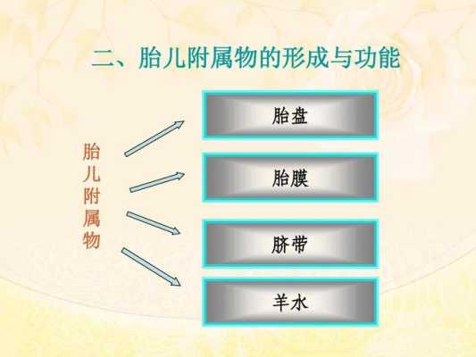 胎儿附属物包括(产力包括什么) 第3张 胎儿附属物包括(产力包括什么) 第3张