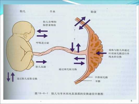 胎儿附属物包括(产力包括什么) 第1张 胎儿附属物包括(产力包括什么) 第1张
