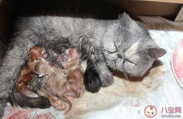 怀孕养猫对胎儿有什么影响(怀孕养猫对胎儿有什么影响怎么避免) 第3张 怀孕养猫对胎儿有什么影响(怀孕养猫对胎儿有什么影响怎么避免) 第3张