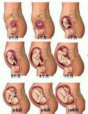 胎儿股骨长偏短怎么办（孕晚期胎儿股骨长偏短怎么办）  第2张
