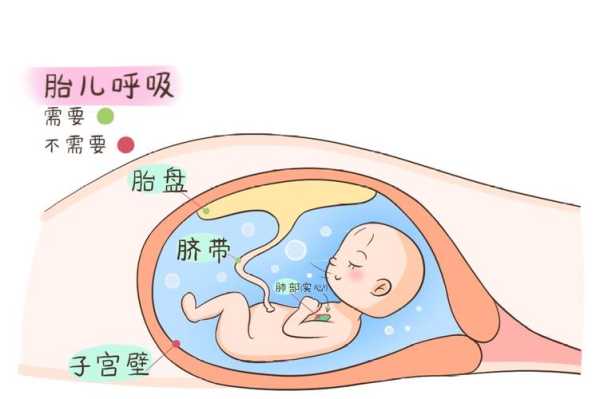 胎儿在羊水里怎么呼吸(胎儿在羊水里怎么呼吸视频) 第2张 胎儿在羊水里怎么呼吸(胎儿在羊水里怎么呼吸视频) 第2张