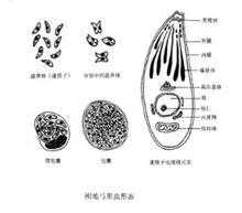 有弓形虫的患者吗，本人怀孕四个月检查弓形虫阳性，怎么办,养狗感染弓形虫几率大吗  第1张