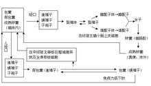 有弓形虫的患者吗，本人怀孕四个月检查弓形虫阳性，怎么办,养狗感染弓形虫几率大吗  第2张