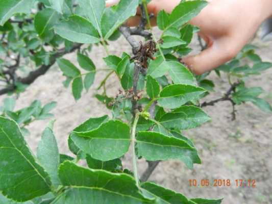 花椒树里的虫治病不,胎儿几个月不会畸形了 第2张 花椒树里的虫治病不,胎儿几个月不会畸形了 第2张