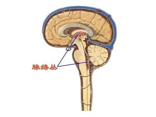 胎儿右侧脉络丛囊肿是什么意思(17周胎儿右侧脉络丛囊肿是什么意思) 第2张 胎儿右侧脉络丛囊肿是什么意思(17周胎儿右侧脉络丛囊肿是什么意思) 第2张