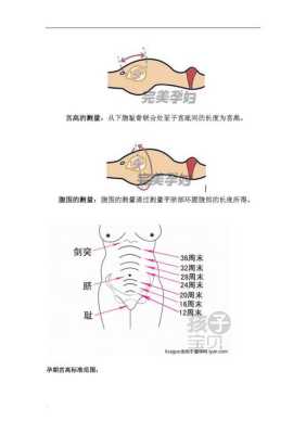 根据宫高和腹围能算出胎儿体重吗,宫高腹围测胎儿体重计算公式 第1张 根据宫高和腹围能算出胎儿体重吗,宫高腹围测胎儿体重计算公式 第1张