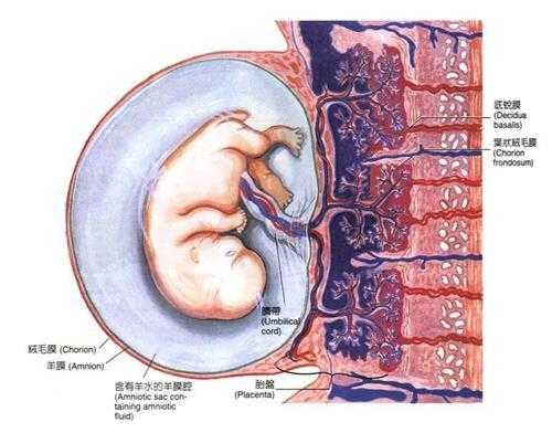 胎盘老化对胎儿有什么影响（孕晚期胎盘老化对胎儿有什么影响）  第1张