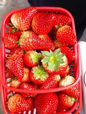 宝宝可以吃草莓吗,孕期可以吃草莓吗早期  第3张