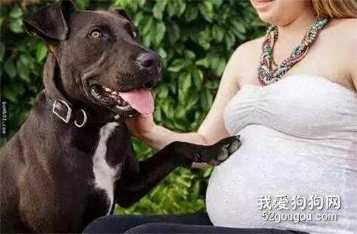 怀孕养狗对胎儿有什么影响(怀孕养狗对胎儿有什么影响大吗) 第3张 怀孕养狗对胎儿有什么影响(怀孕养狗对胎儿有什么影响大吗) 第3张