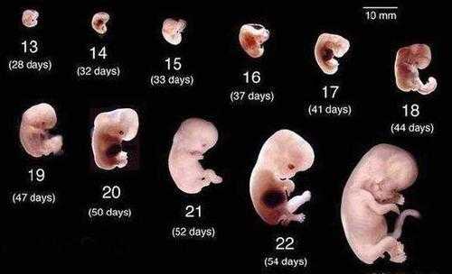 孕期一共多少周（6周到8周是多少天）  第3张