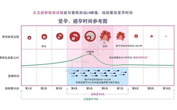 怀孕期间还会排卵吗（女生怀孕期间还会排卵吗）  第1张