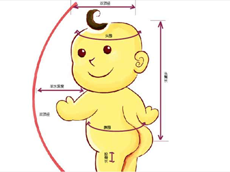 fl是胎儿的什么意思(hl是胎儿的什么意思) 第3张 fl是胎儿的什么意思(hl是胎儿的什么意思) 第3张