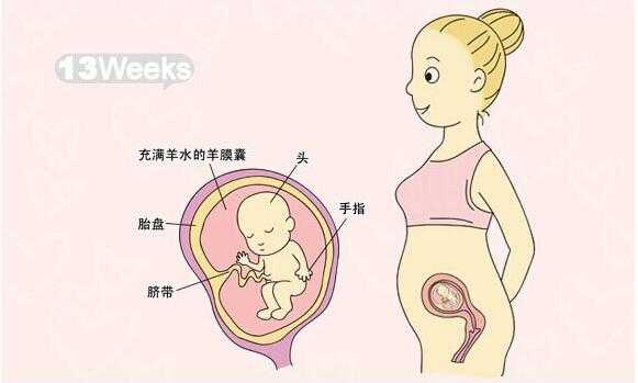 怀孕13周胎儿稳定了吗(怀孕13周胎儿稳定了吗可以同房吗) 第1张 怀孕13周胎儿稳定了吗(怀孕13周胎儿稳定了吗可以同房吗) 第1张