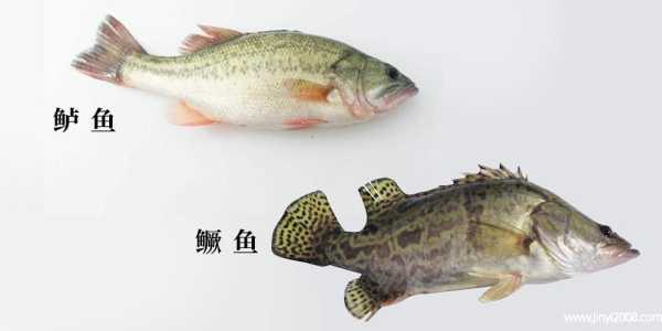 孕期吃什么比较好(鲈鱼,鲫鱼,桂花鱼,哪个更适合孕妇吃,可以每天都吃吗) 第1张 孕期吃什么比较好(鲈鱼,鲫鱼,桂花鱼,哪个更适合孕妇吃,可以每天都吃吗) 第1张