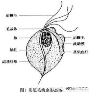 孕期分泌物(孕妇白带多怎么回事) 第2张 孕期分泌物(孕妇白带多怎么回事) 第2张