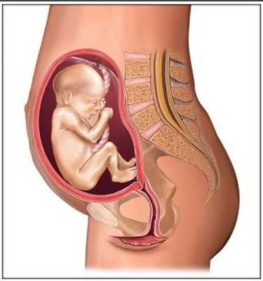 22周胎儿在腹中图片（22周胎儿在腹中图片）  第2张