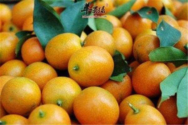 孕妇吃金桔对胎儿好吗(孕妇吃金桔对胎儿好吗) 第1张 孕妇吃金桔对胎儿好吗(孕妇吃金桔对胎儿好吗) 第1张