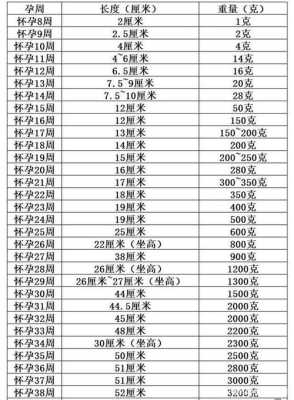 胎儿 腹围(腹径和腹围有什么区别) 第3张 胎儿 腹围(腹径和腹围有什么区别) 第3张