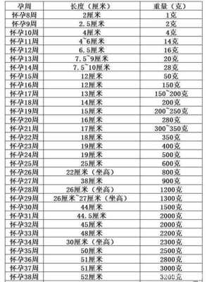 胎儿  腹围（腹径和腹围有什么区别） 第3张