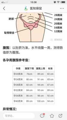 胎儿  腹围（腹径和腹围有什么区别） 第2张