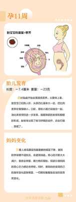 整个孕期多少周(十一周的胎儿有多大?怀孕多少周的胎儿成形) 第3张 整个孕期多少周(十一周的胎儿有多大?怀孕多少周的胎儿成形) 第3张