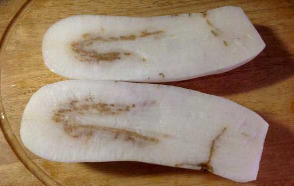 孕期可以吃白萝卜吗(孕期可以吃白萝卜吗早期) 第1张 孕期可以吃白萝卜吗(孕期可以吃白萝卜吗早期) 第1张