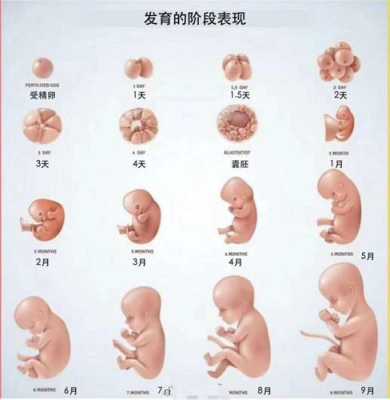 胎儿几周算足月（胎儿几周算足月生产）  第1张