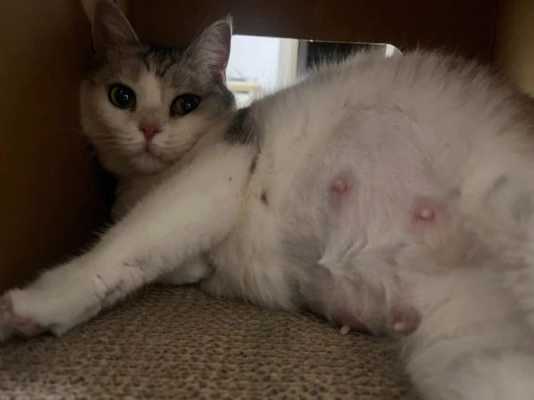 猫的孕期(猫的孕期是多少天) 第3张 猫的孕期(猫的孕期是多少天) 第3张
