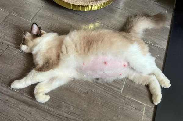 猫的孕期(猫的孕期是多少天) 第1张 猫的孕期(猫的孕期是多少天) 第1张