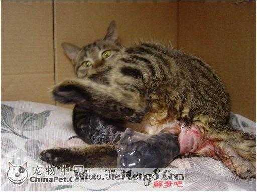 猫怕孕妇是怎么回事,孕期梦见猫是胎梦吗 第1张 猫怕孕妇是怎么回事,孕期梦见猫是胎梦吗 第1张