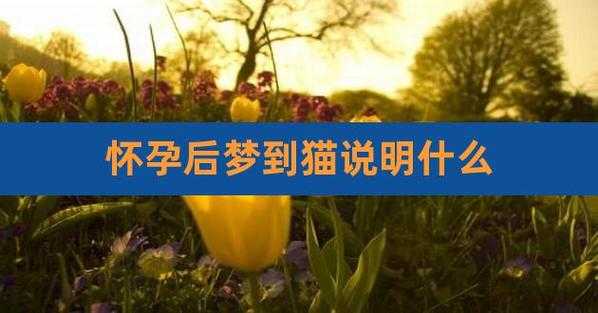猫怕孕妇是怎么回事,孕期梦见猫是胎梦吗 第3张 猫怕孕妇是怎么回事,孕期梦见猫是胎梦吗 第3张