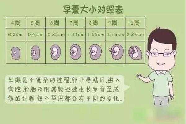 胎儿胆囊大小对照表(胎儿胆囊大小对照表图片) 第2张 胎儿胆囊大小对照表(胎儿胆囊大小对照表图片) 第2张