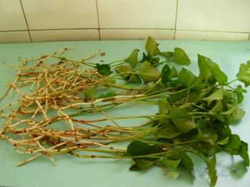 孕期可以吃鱼腥草吗(孕期可以吃鱼腥草吗?) 第1张 孕期可以吃鱼腥草吗(孕期可以吃鱼腥草吗?) 第1张