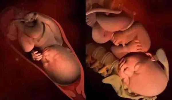孕十七周胎儿有多大,孕17周胎儿多大图片  第2张