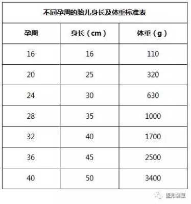 b超单如何看胎儿体重（28周胎儿体重标准值是多少？怎么算是胎儿的标准体重）  第1张