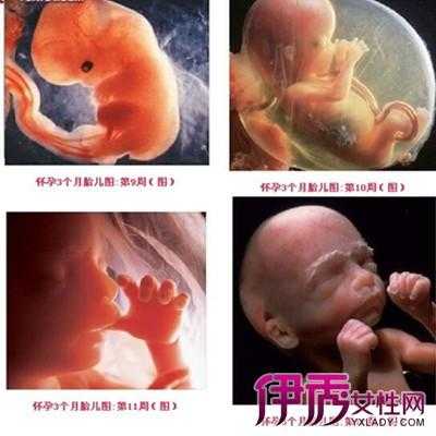 3个月的胎儿有多大（3个月的胎儿有多大了图片）  第2张