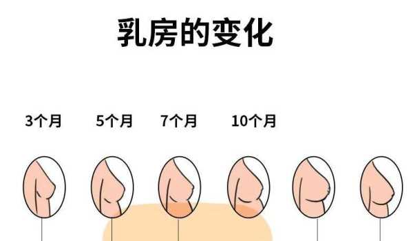 怀孕多久会乳房变大呢？一般情况下乳房变大的原因是什么,乳房变大是怀孕的征兆吗  第2张