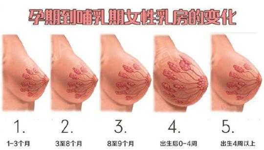 怀孕多久会乳房变大呢？一般情况下乳房变大的原因是什么,乳房变大是怀孕的征兆吗  第1张