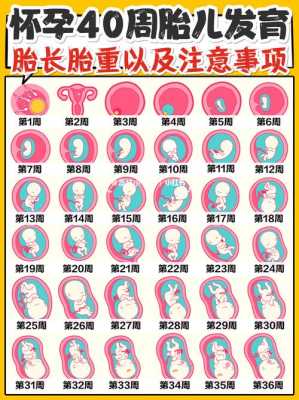 胎儿多少周长的最快,胎儿什么时候长得最快孕妇什么时候最容易贫血 第3张 胎儿多少周长的最快,胎儿什么时候长得最快孕妇什么时候最容易贫血 第3张