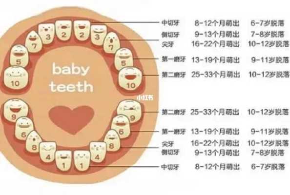 八周的胎儿有多大图片(八周的宝宝应该有几颗牙) 第1张 八周的胎儿有多大图片(八周的宝宝应该有几颗牙) 第1张